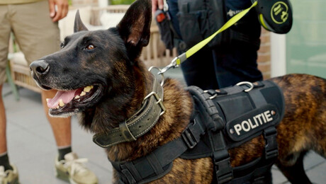 Wilde Buren | Politiehond